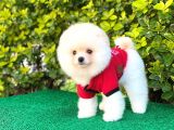 Sevimli Pomeranian Boo