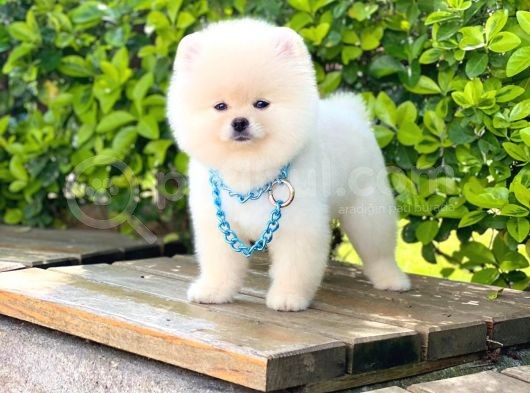 Orjinal Pomeranian Erkek görsel