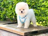 Yavru Pomerani̇an Boo