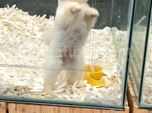 1 Yaşında Erkek 1.6 Kg Teacup Pomeranian Boo görsel