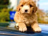 2.5 Aylik Erkek Ve Di̇şi̇ Malti̇poo Yavrular