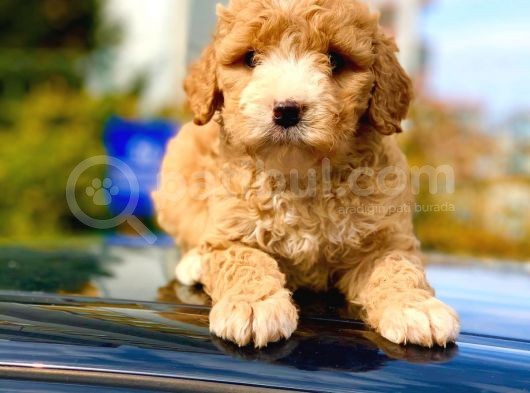 2.5 Aylik Erkek Ve Di̇şi̇ Malti̇poo Yavrular görsel