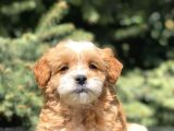 F2 Özel Üretim Maltipoo Bebek