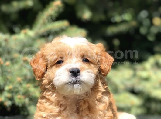 F2 Özel Üretim Maltipoo Bebek görsel