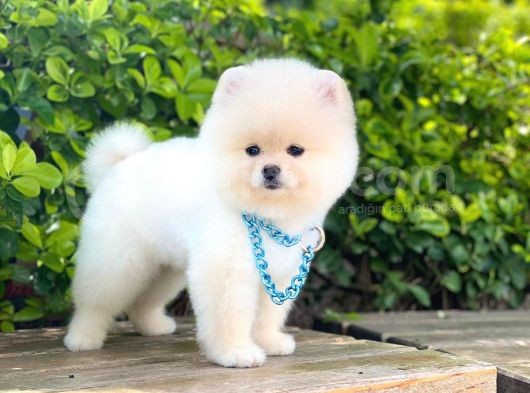 Orjinal Pomeranian Erkek görsel