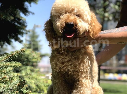 Wc Eğitimli Standart Poodle Barney