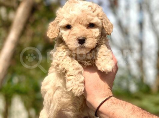 2.5 Aylik Erkek Ve Di̇şi̇ Malti̇poo Yavrular görsel