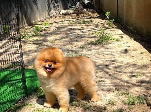 Büyümeyen Irk Süs Köpeği Gülen Ayı Surat Teddybear Pomeranian Boo Oğlumuz Tombi görsel