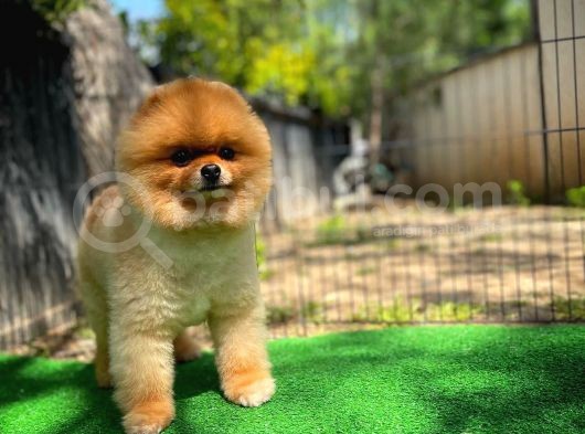 Büyümeyen Irk Süs Köpeği Gülen Ayı Surat Teddybear Pomeranian Boo Oğlumuz Tombi görsel