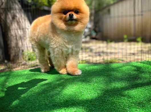 Büyümeyen Irk Süs Köpeği Gülen Ayı Surat Teddybear Pomeranian Boo Oğlumuz Tombi görsel