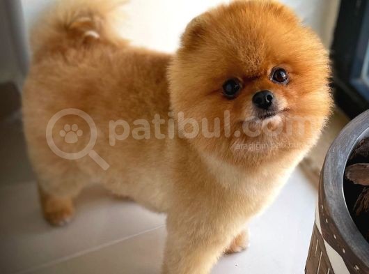Büyümeyen Irk Süs Köpeği Gülen Ayı Surat Teddybear Pomeranian Boo Oğlumuz Tombi görsel