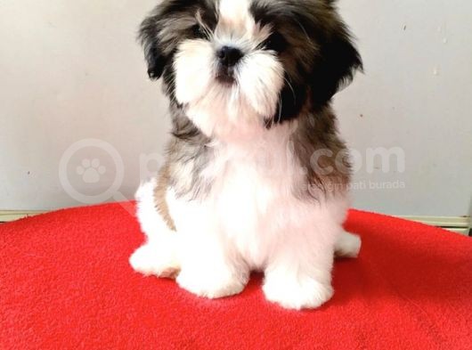 Orjinal Irk Garantili Shih Tzu Yavrularımız