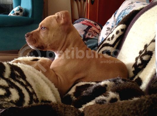 Safkan 3 Aylık Erkek American Bully görsel