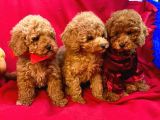 Bebek Surat Toy Poodle Yavrular Wc Eği̇ti̇mli̇