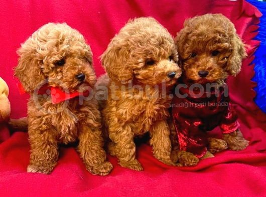 Bebek Surat Toy Poodle Yavrular Wc Eği̇ti̇mli̇ görsel