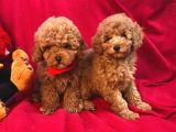 Bebek Surat Toy Poodle Yavrular Wc Eği̇ti̇mli̇