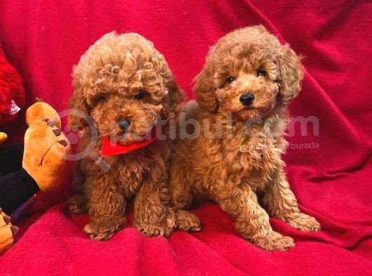 Bebek Surat Toy Poodle Yavrular Wc Eği̇ti̇mli̇ görsel