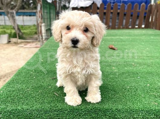 Anne Baba Orji̇nal Malti̇poo Yavrularimiz görsel