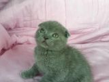 Scottish Fold Ve British Yavrularımız