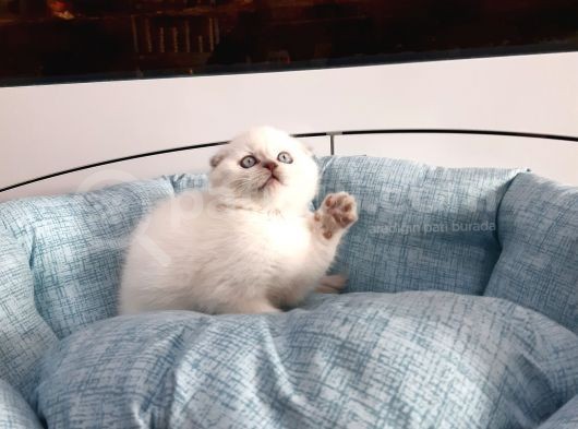 Scottish Fold Yavru görsel
