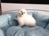 Scottish Fold Yavru