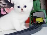 Full Üretim Secereli 30 Günlük Dişi Yavru Silverpoint Ns1133 British Shorthair