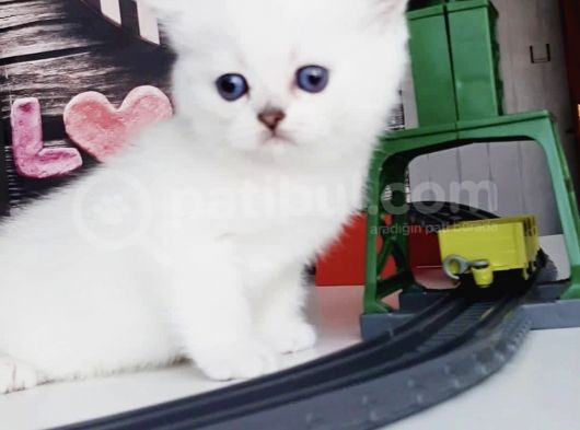 Full Üretim Secereli 30 Günlük Dişi Yavru Silverpoint Ns1133 British Shorthair görsel