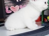 Full Üretim Secereli 30 Günlük Dişi Yavru Silverpoint Ns1133 British Shorthair