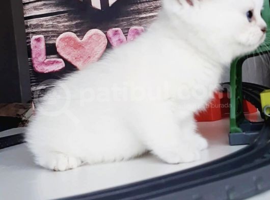 Full Üretim Secereli 30 Günlük Dişi Yavru Silverpoint Ns1133 British Shorthair görsel