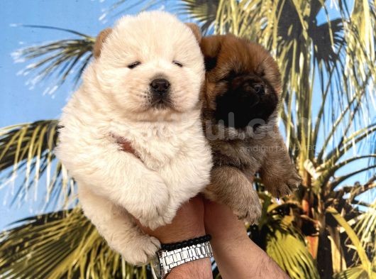 A Kalite Chow Chow Yavrular görsel