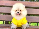 Prens Oğlumuz Pomeranian 