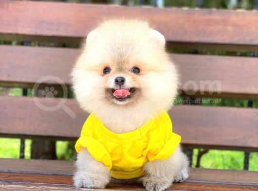 Prens Oğlumuz Pomeranian  görsel