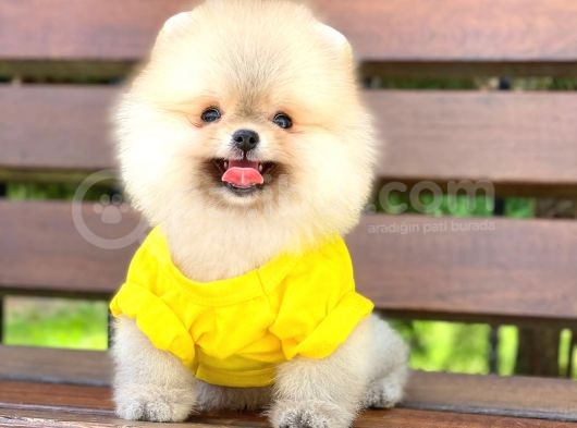 Prens Oğlumuz Pomeranian  görsel