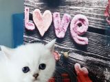 Full Üretim Secereli 30 Günlük Dişi Yavru Silverpoint Ns1133 British Shorthair