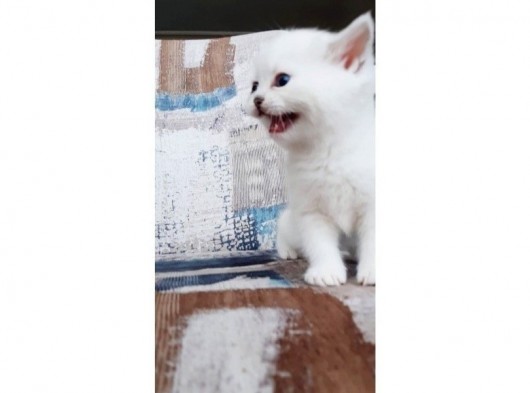 Full Üretim Secereli 30 Günlük Dişi Yavru Silverpoint Ns1133 British Shorthair