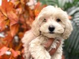 Sevimli Maltipoo Yavrumuz