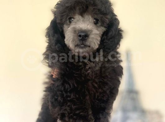 Sevimli Poodle görsel