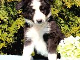 Sevimli Border Collie Yavrumuz