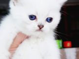 Full Üretim Secereli 30 Günlük Dişi Yavru Silverpoint Ns1133 British Shorthair