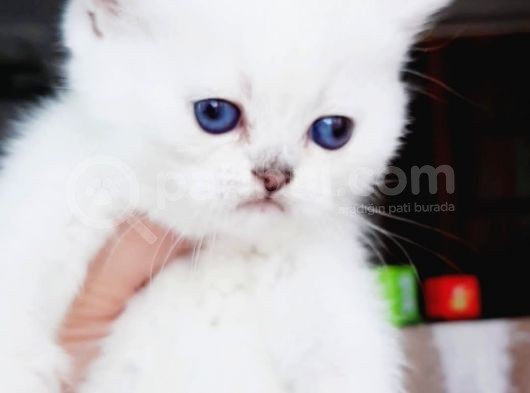 Full Üretim Secereli 30 Günlük Dişi Yavru Silverpoint Ns1133 British Shorthair görsel