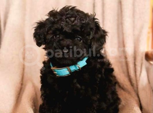 Poodle Yavrumuz