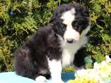 Sevimli Border Collie Yavrumuz