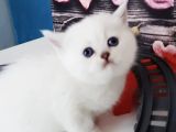Full Üretim Secereli 30 Günlük Dişi Yavru Silverpoint Ns1133 British Shorthair