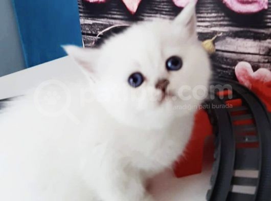 Full Üretim Secereli 30 Günlük Dişi Yavru Silverpoint Ns1133 British Shorthair görsel