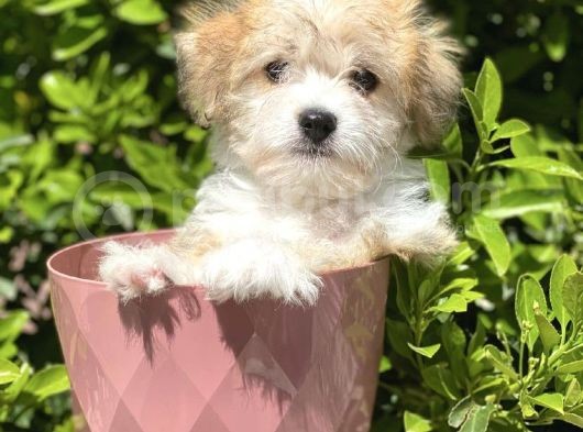 Safkan Irk Garantili Morkie Yavrularımız