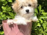 Safkan Irk Garantili Morkie Yavrularımız