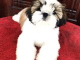 Safkan A Kalite Shih Tzu Yavrularımız