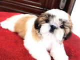 Safkan A Kalite Shih Tzu Yavrularımız