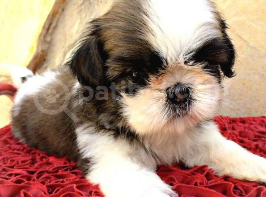Irk Ve Sağlık Garantili Shih Tzu Yavrularımız