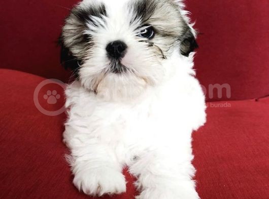 Irk Ve Sağlık Garantili Shih Tzu Yavrularımız görsel